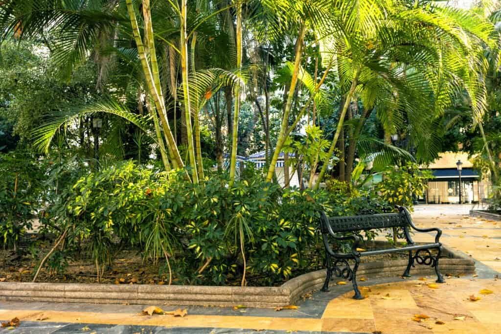 Lush tropical garden with palm trees and a black metal bench.