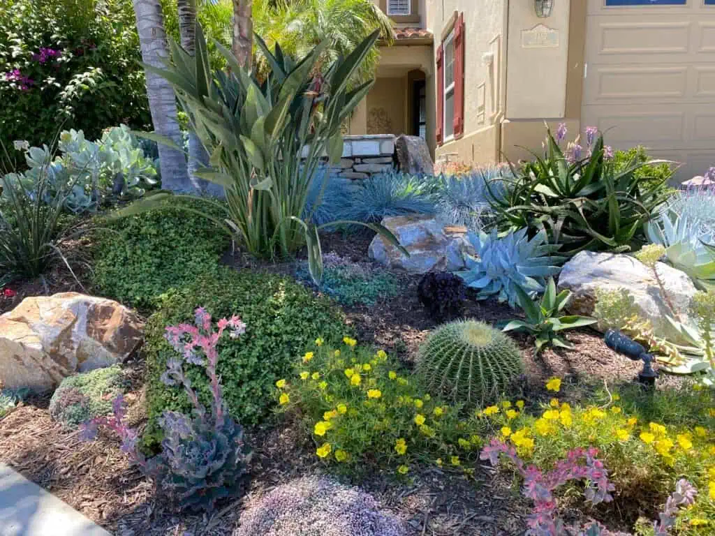 Colorful desert garden with succulents, cacti, and drought-tolerant plants.